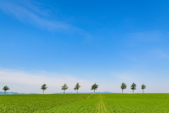 めまんべつメルヘンの丘
