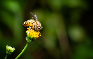 Honey Bee on a Flower