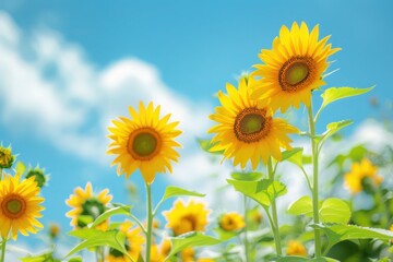 sunflowers in the field
