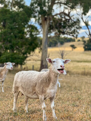 baa sheep on the farm