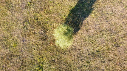 A view of a lonely tree in a meadow