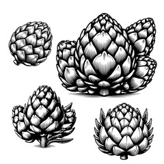 Artichoke illustration. Isolated on white background. Vector illustration in line art style