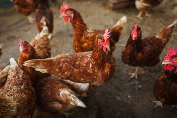 brown chicken or hen lay eggs in rural farm