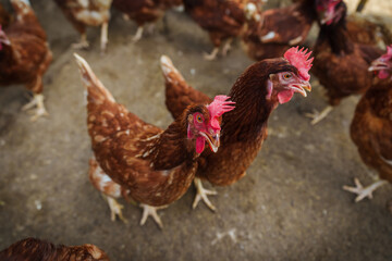 brown chicken or hen lay eggs in rural farm