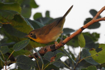 Yellow Warbler