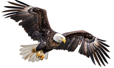 Fototapeta premium Bald eagle on white background. 