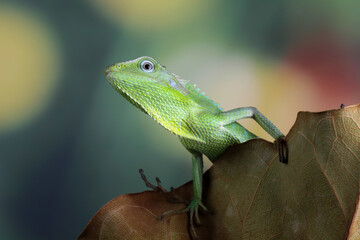 green lizard habitat in Indonesia, jubata lizard