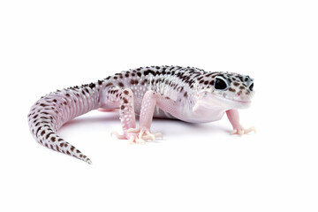 leopard gecko lizard isolated on white, eublepharis macularius