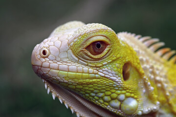Fototapeta premium Close-up of a head albino iguana 