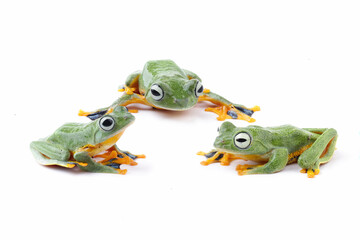 group of flying tree frogs isolated on white, javan tree frog, rhacophorus reinwardtii
