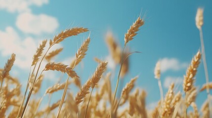Fototapeta premium Oats in field with blue sky
