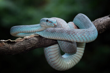 Blue viper snake close-up on branch,blue insularis,Trimeresurus Insularis