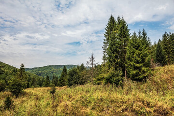 Landscapes - Macro  - Forest - Europe, Romania, Suceava region