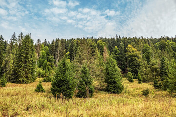 Fototapeta premium Landscapes - Macro - Forest - Europe, Romania, Suceava region