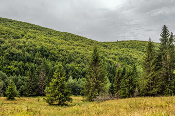 Obraz premium Landscapes - Macro - Forest - Europe, Romania, Suceava region