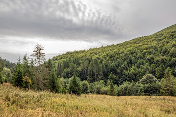 Fototapeta premium Landscapes - Macro - Forest - Europe, Romania, Suceava region