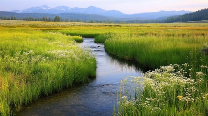Serene Meadow Stream