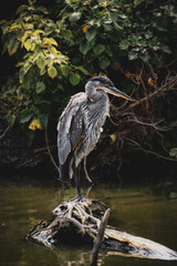 great blue heron