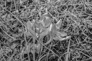 Landscapes - Macro  - Forest - Europe, Romania, Suceava region