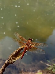 Beautiful dragonfly