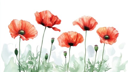 Fototapeta premium Vibrant Watercolor Poppies: A Captivating Floral Artwork Celebrating Nature's Beauty