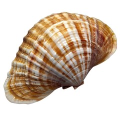 Obraz premium clam, seashell isolated on a transparent PNG 