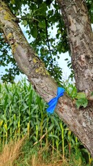 blue ribbon, sustainable harvesting campaign on fruit trees 