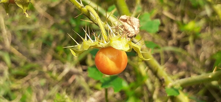 Orange Solanum Indicum Plant Fruit on Nature Background