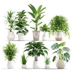 Obraz premium plant in a pot