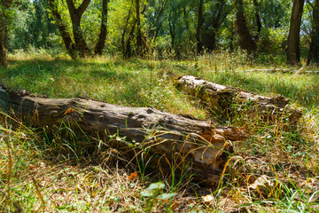 beautiful summer landscape, old fallen trees in a glade of green grass in the forest
