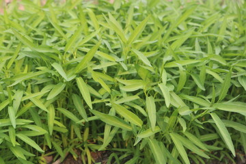 Green water spinach or water spinach is a vegetable that is widely cultivated in Southeast Asian countries and is a very delicious main course dish.