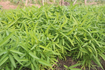 Green water spinach or water spinach is a vegetable that is widely cultivated in Southeast Asian countries and is a very delicious main course dish.
