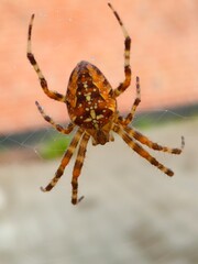 spider on a web