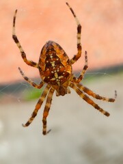spider on a web