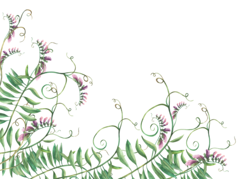 Wildflowers floral banner. Watercolor Mouse peas climbing plant with pink flowers, buds and curly wild herbs. Hand drawn illustration. Corner template isolated from background. Meadow grass clipart