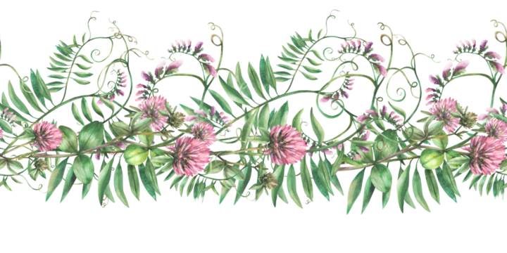 Clover sprig with pink flowers, leaves and Mouse pea climbing plant. Wildflowers seamless border, pattern. Watercolor Hand drawn illustration. Meadow field wild herbs Clipart isolated from background 