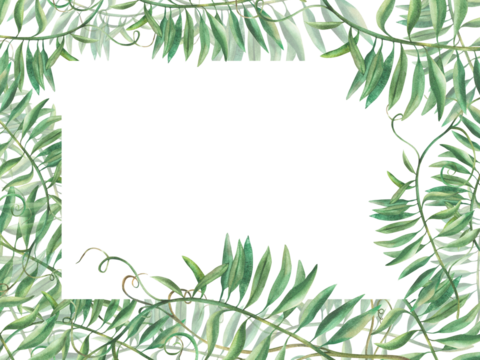 Mouse pea flowerless banner. Wildflower climbing plan green twig frame. Watercolour illustration. Meadow herbs, grass Realistic hand drawn template for greeting card, label isolated from background