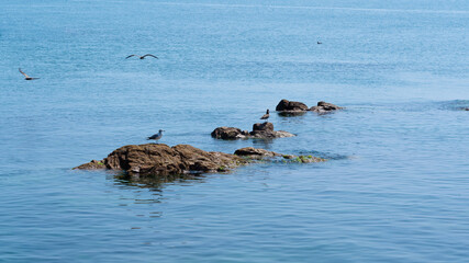 Fototapeta premium seagulls flights and sits on the rock in sea