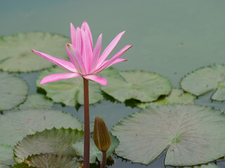 美しいピンクの熱帯睡蓮