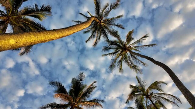 Tropical coconut palm trees with cloudy blue sky low angle view. Summer beach background palm trees against blue sky, tropical hawaiian Caribbean travel destination. Abstract pattern coconut palm tree