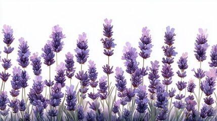 Naklejka premium Lavender Fields: A serene and calming image of lavender flowers in full bloom, their delicate purple hues and fragrant aroma evoke tranquility and peace. The white background adds a clean and modern t