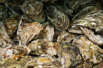 fresh oysters seashells in pool water.