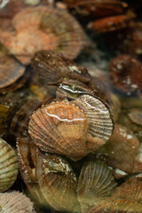 Fresh red scallops in shells in water