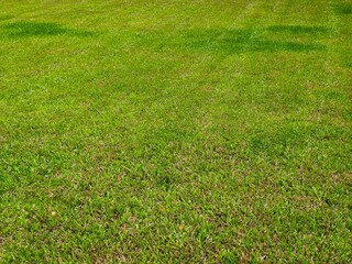 Green grass texture background. concept used for making green background