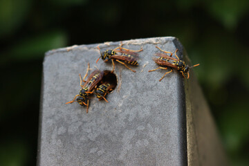 European paper wasp on a black metal gate. Polistes dominula insect of Wasp family