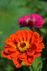 Orange and  Pink Zinnia plant in bloom in the flowerbed on summer