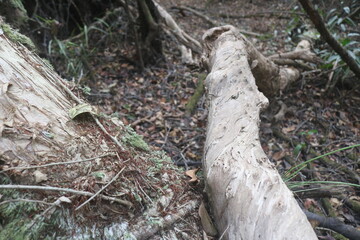 Obraz premium driftwood pieces. dead wood. has a very beautiful texture. animal nests to make homes in dead trunks. outdoor background. Isolated. Pieces.
