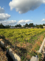 green agricultural field under a clear blue sky. The field is divided into rows of crops, likely planted in a systematic pattern. 