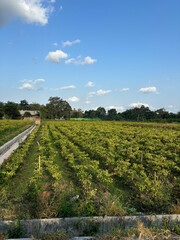 green agricultural field under a clear blue sky. The field is divided into rows of crops, likely planted in a systematic pattern. 