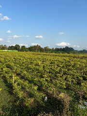 green agricultural field under a clear blue sky. The field is divided into rows of crops, likely planted in a systematic pattern. 
